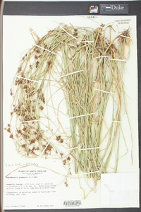 Rhynchospora glomerata image