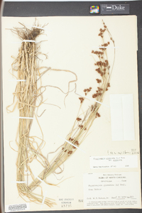 Rhynchospora glomerata image