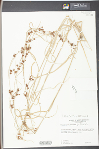 Rhynchospora glomerata image