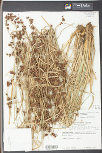 Rhynchospora glomerata image