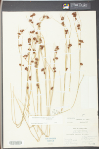 Rhynchospora glomerata image