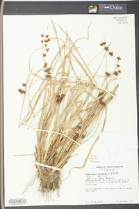 Rhynchospora glomerata image