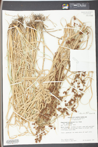 Rhynchospora glomerata image