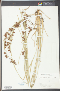 Rhynchospora glomerata image