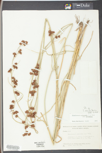 Rhynchospora glomerata image