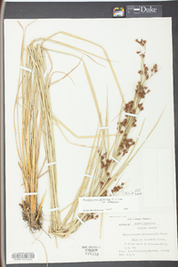 Rhynchospora glomerata image