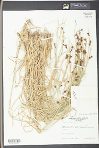 Rhynchospora glomerata image