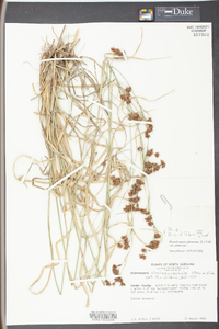 Rhynchospora glomerata image