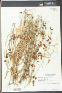 Rhynchospora glomerata image