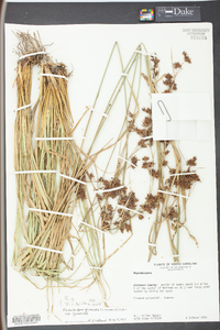 Rhynchospora glomerata image