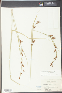 Rhynchospora glomerata image