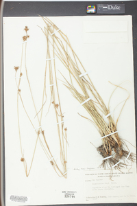 Rhynchospora grayi image