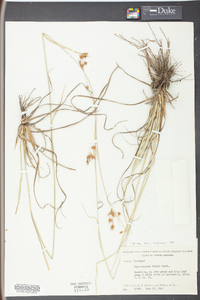 Rhynchospora grayi image