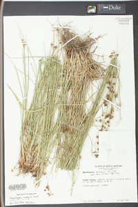 Rhynchospora harveyi image