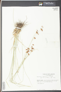 Rhynchospora harveyi image