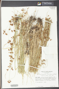 Rhynchospora harveyi image