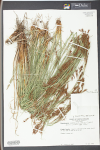 Rhynchospora inexpansa image
