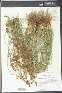 Rhynchospora inexpansa image