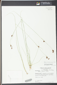 Rhynchospora microcarpa image