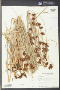 Rhynchospora odorata image