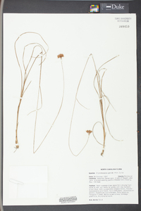 Rhynchospora pallida image