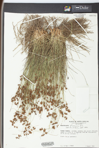 Rhynchospora plumosa image