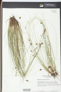 Rhynchospora plumosa image