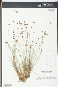 Rhynchospora pusilla image