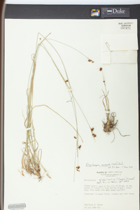 Rhynchospora recognita image