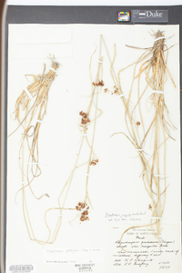 Rhynchospora recognita image