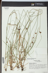 Rhynchospora baldwinii image