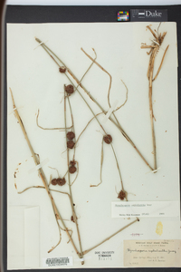 Rhynchospora cephalantha image