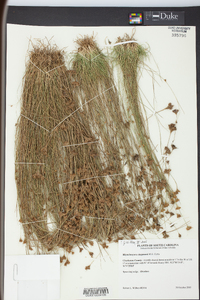 Rhynchospora chapmanii image
