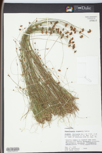 Rhynchospora chapmanii image