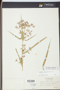 Rhynchospora corniculata image