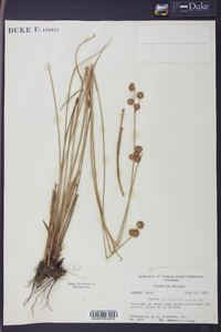 Juncus megacephalus image