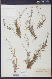 Juncus repens image