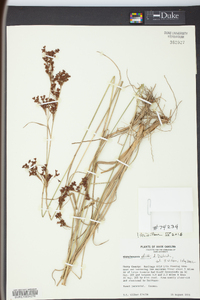 Rhynchospora elliottii image