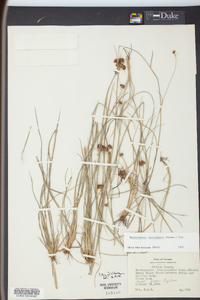 Rhynchospora fascicularis image