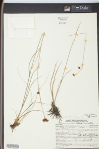 Rhynchospora fascicularis image