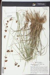 Rhynchospora fascicularis image
