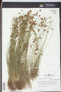 Rhynchospora filifolia image