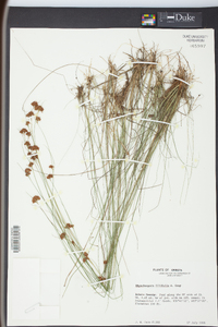 Rhynchospora filifolia image