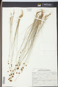 Rhynchospora filifolia image