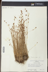 Rhynchospora filifolia image