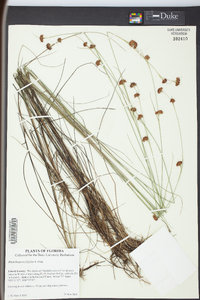 Rhynchospora filifolia image