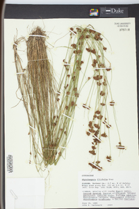 Rhynchospora filifolia image