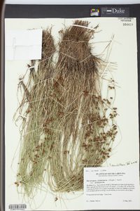 Rhynchospora globularis image