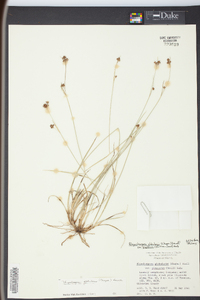 Rhynchospora globularis var. pinetorum image