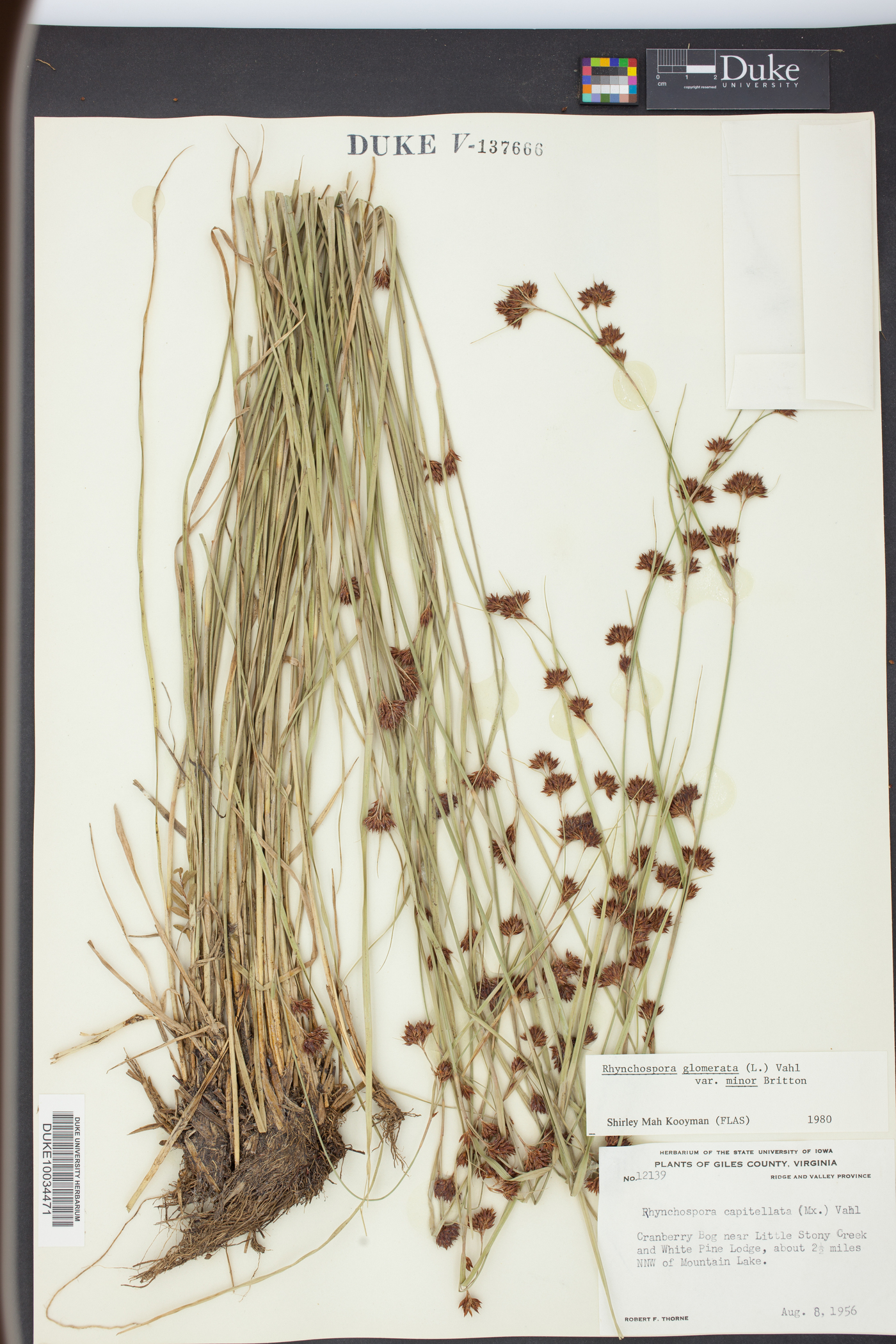 Rhynchospora glomerata var. minor image